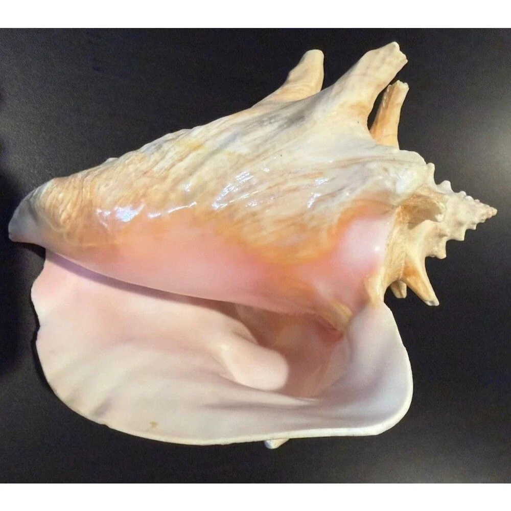 Bahamas Large Conch Seashell Vintage Ocean Decor Big Decorative Beach Sea Shell